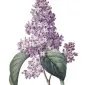 hyacinth2000